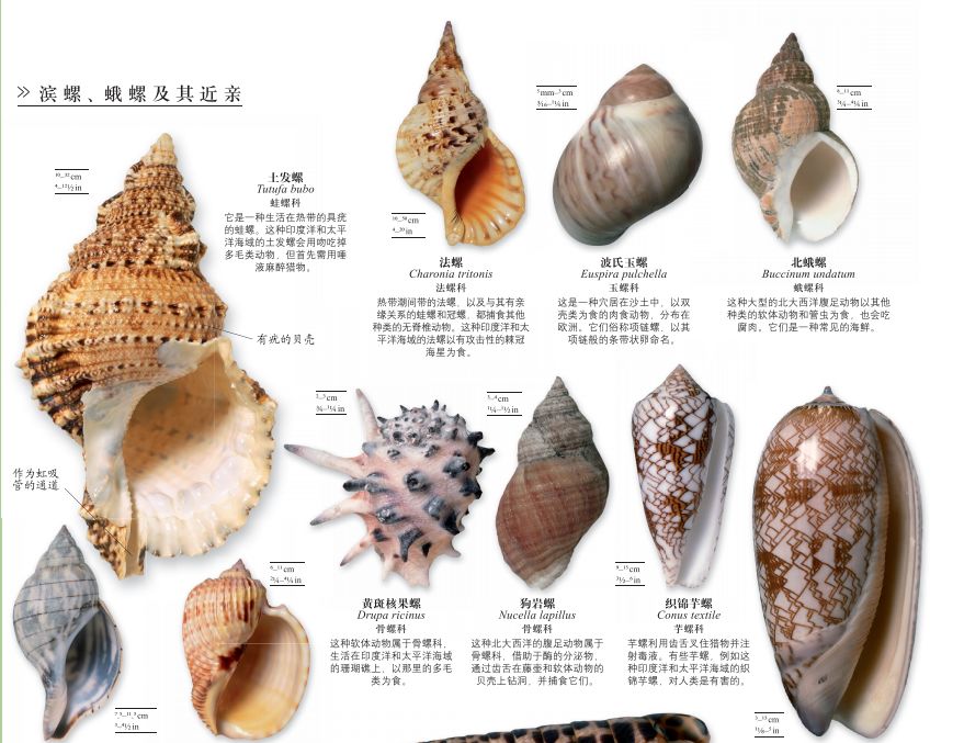 dk博物大百科有没有必要买,dk博物大百科火爆