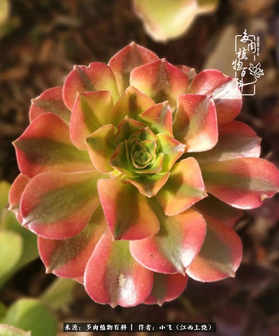 多肉法师品种科普之常见法师锦,法师多肉新品种锦光辉