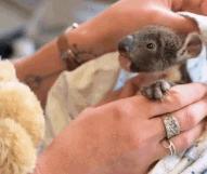 小考拉让人心疼,瘦弱的小考拉