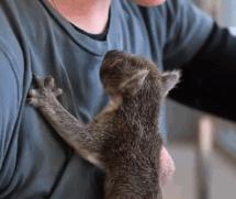 小考拉让人心疼,瘦弱的小考拉