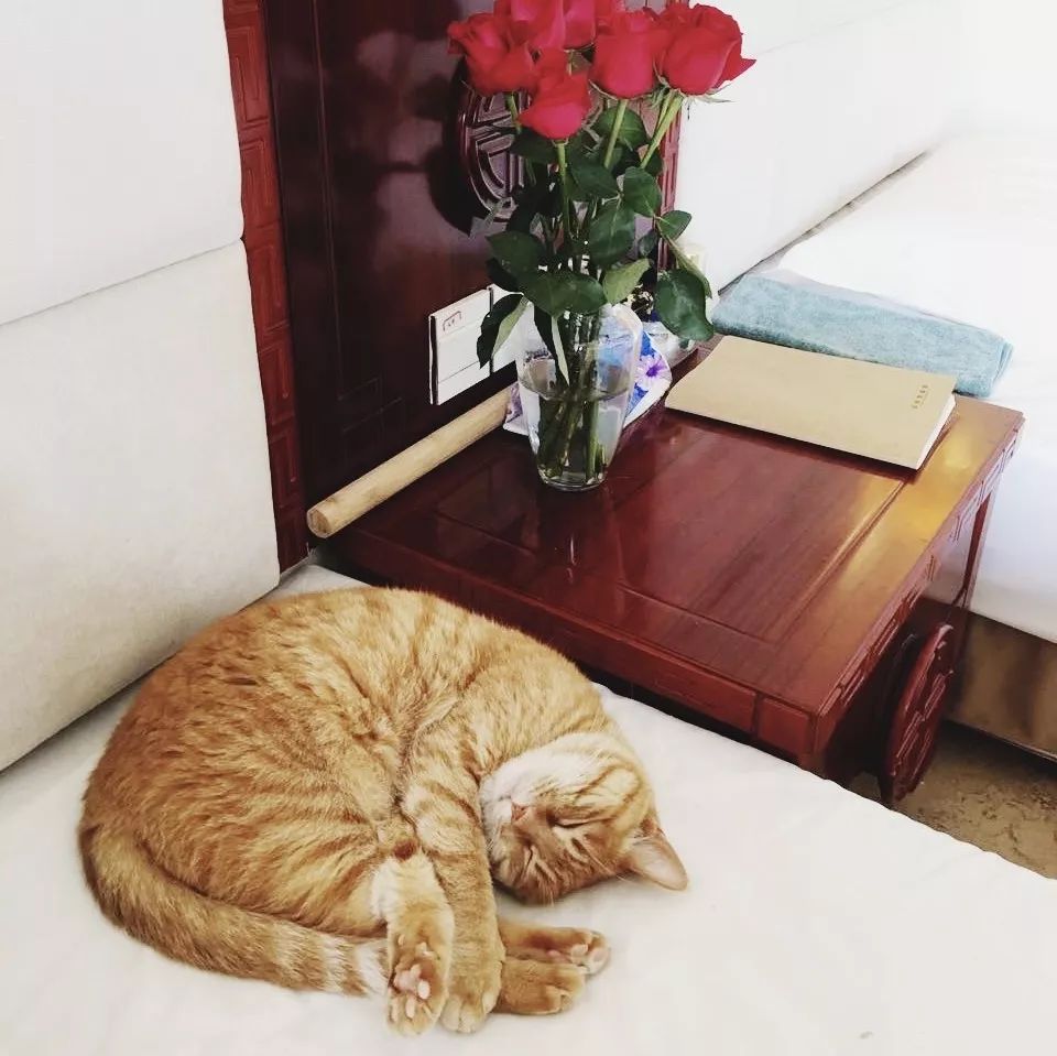 猫知道想主人吗,猫知道下雨下雪