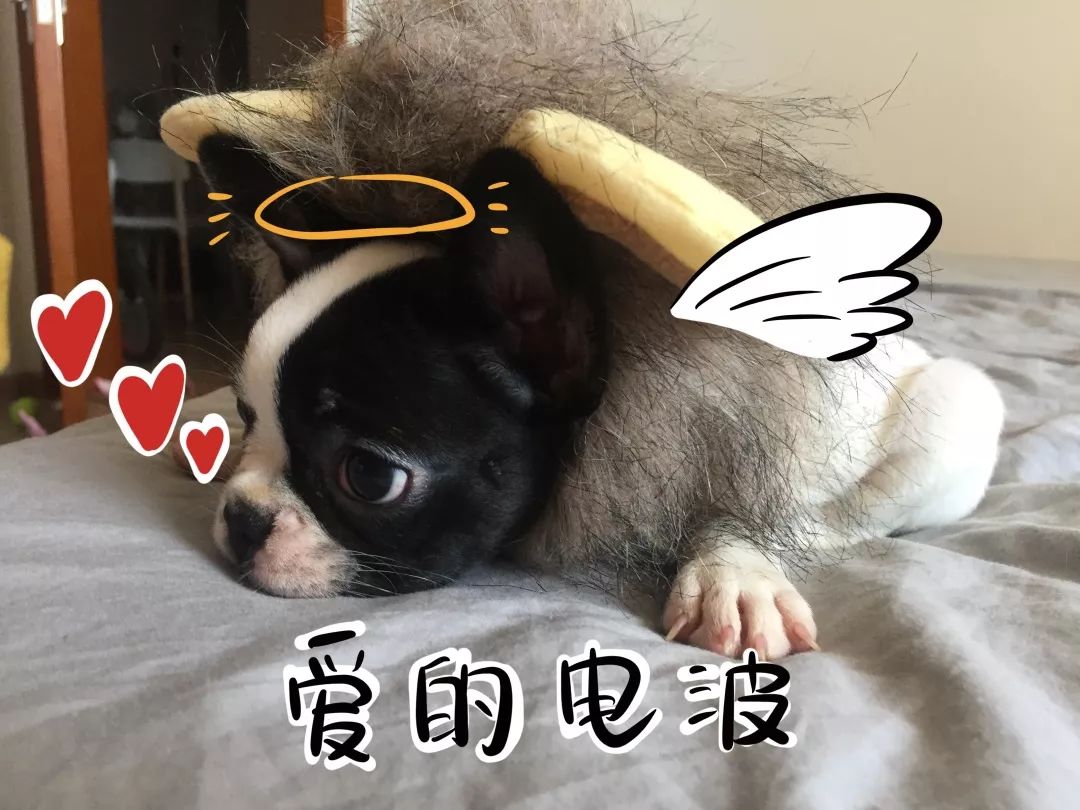 猫知道想主人吗,猫知道下雨下雪