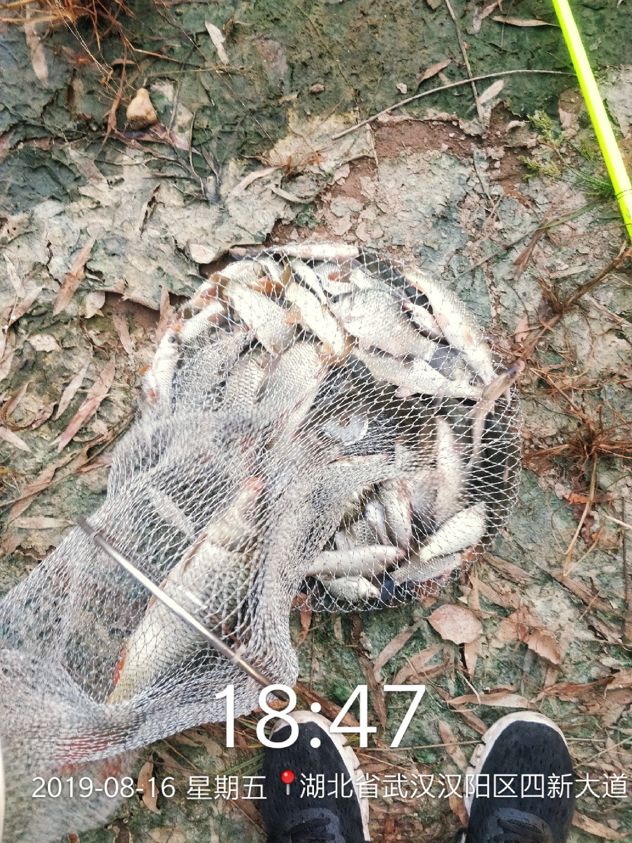 周五钓鱼攻略,周五垂钓