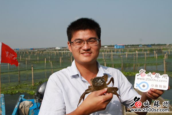 阳澄湖大闸蟹开捕和结束时间,阳澄湖大闸蟹即将正式开捕