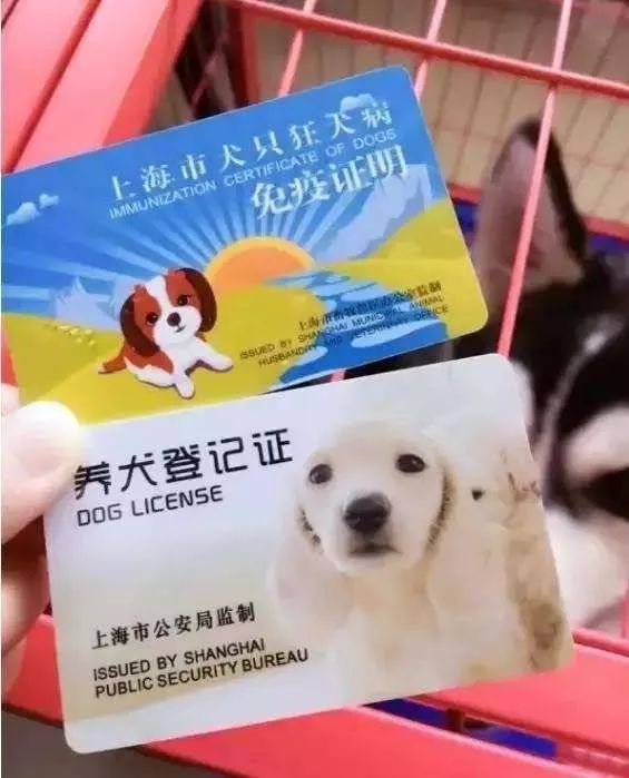 养犬登记证在哪里办,铲屎官养犬