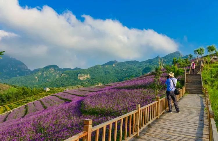 南天丽景绿溪谷,兴隆县南天丽景千亩花海