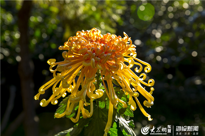 东营的市花,东营市市树