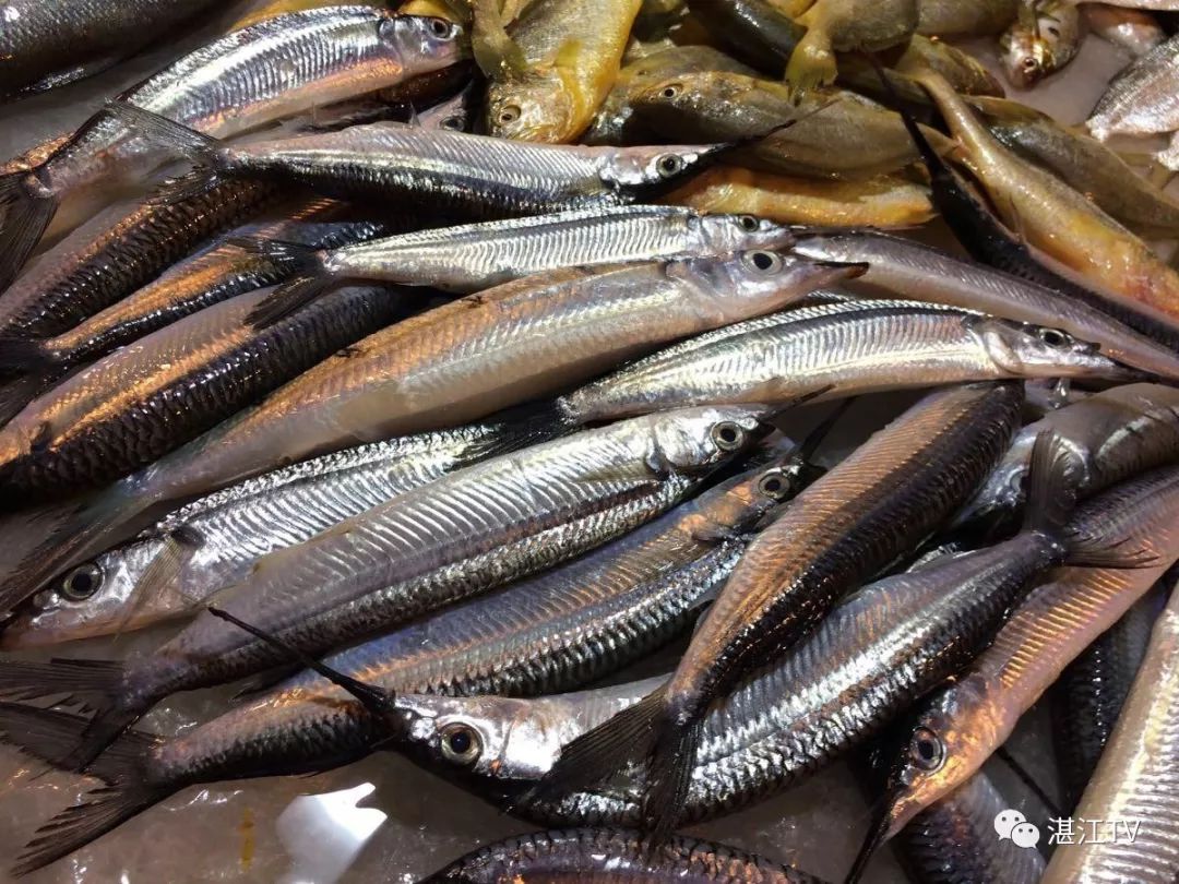 香港tvb经典打卡,香港湛江海鲜