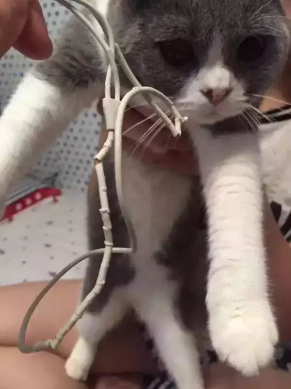 千万别养猫,来自万千网友的血泪控诉