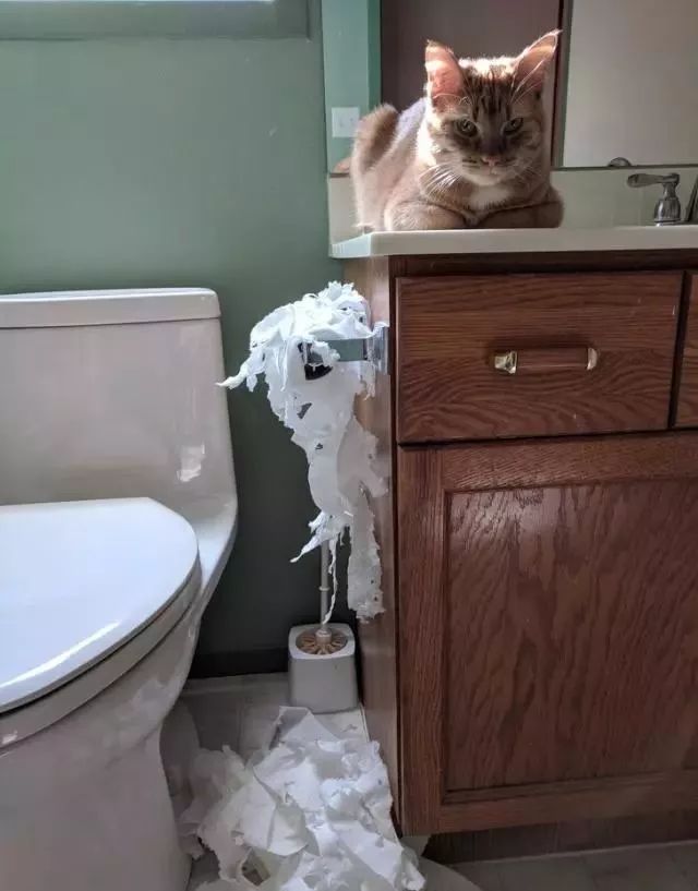 千万别养猫,来自万千网友的血泪控诉