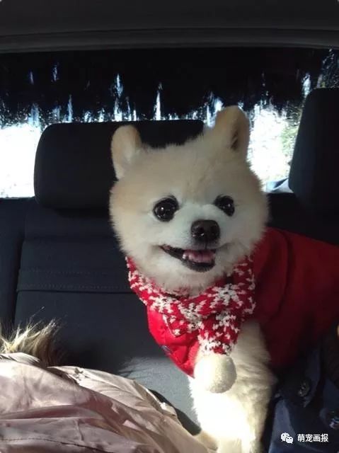 博美犬俊介君,日本博美犬俊介君