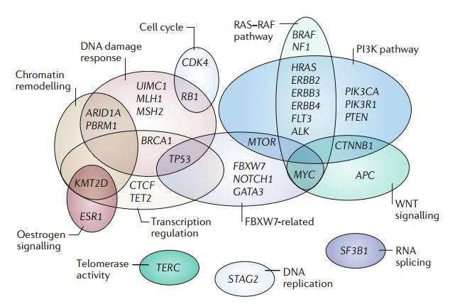 一文汇总|子宫内膜癌的分子分型及相关研究进展