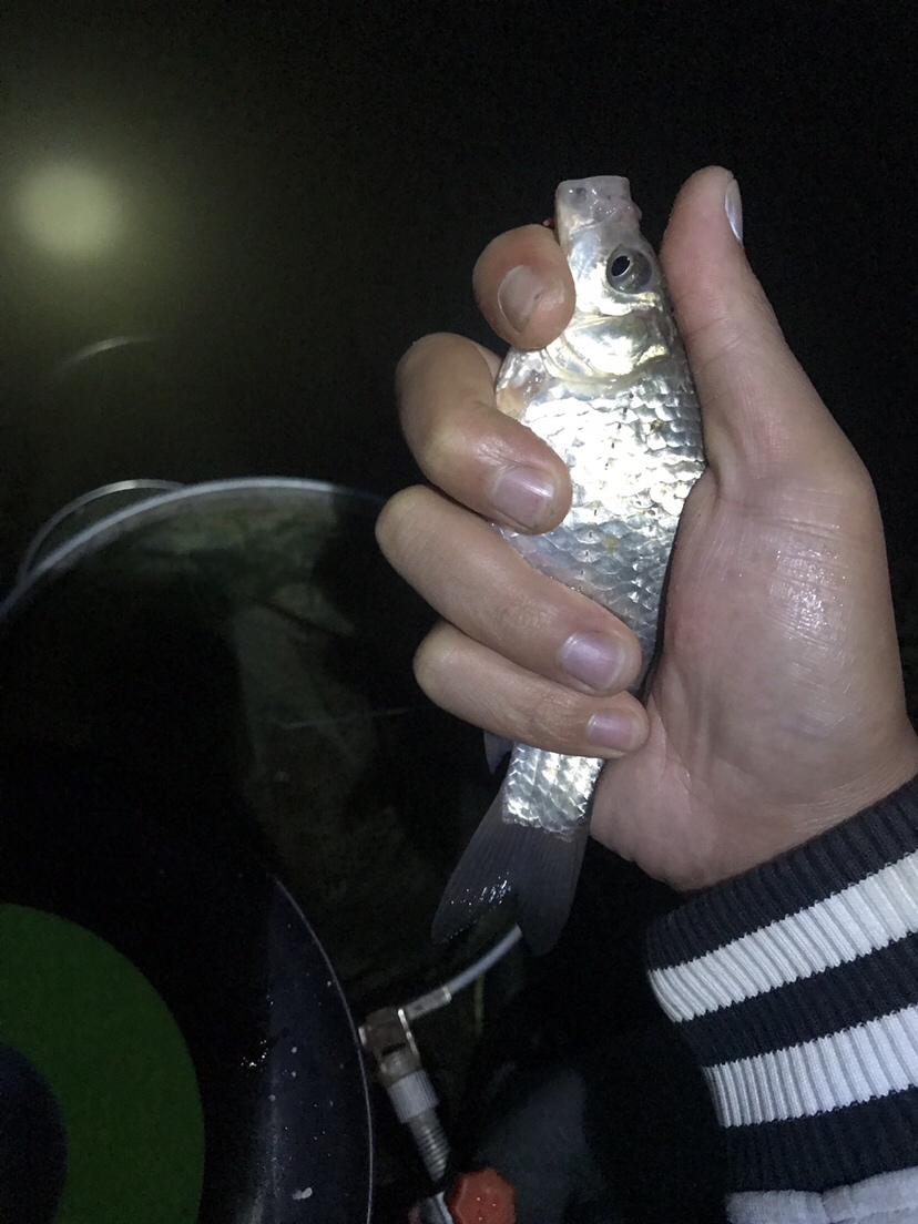 水库夜钓鲤鱼草鱼视频,水库夜钓大鲤鱼