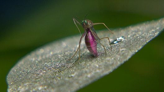 蚊子不会咬人吗,超级讨厌蚊子如何把蚊子赶尽杀绝