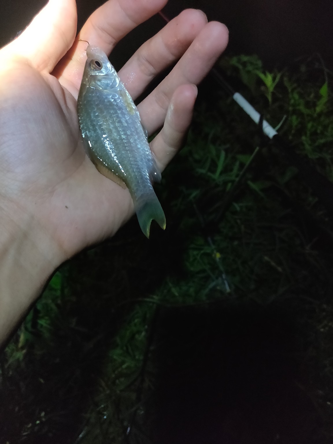 水情不稳定如何钓鱼,水情不明钓鱼必须每次都调漂吗