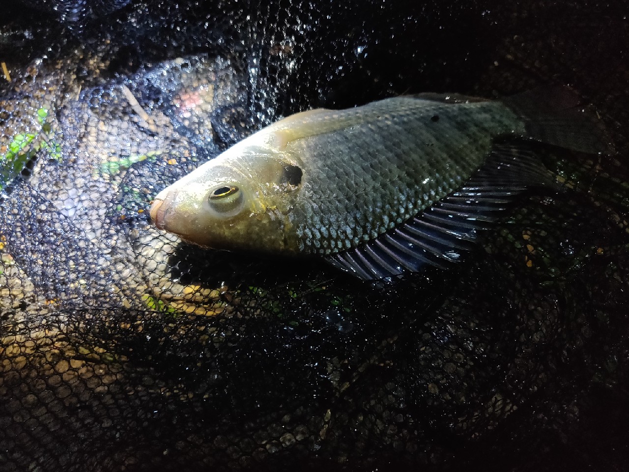 水情不稳定如何钓鱼,水情不明钓鱼必须每次都调漂吗