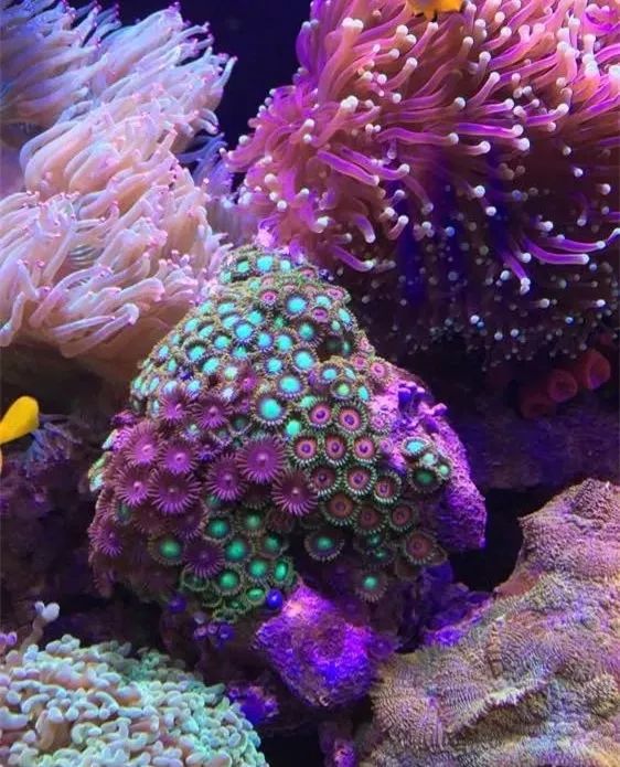 40方缸用背滤,小尺寸背滤