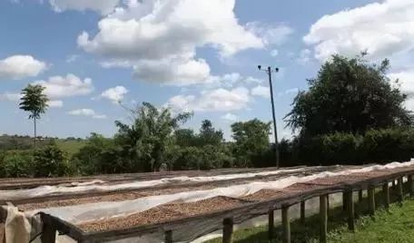 埃塞俄比亚花魁,越南花魁vs中国花魁