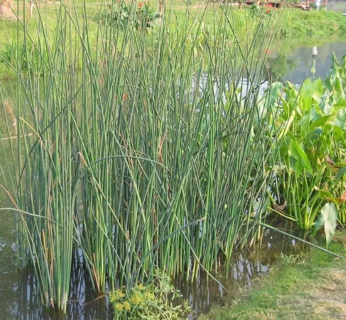 世园会植物,世园会蔬菜图片大全