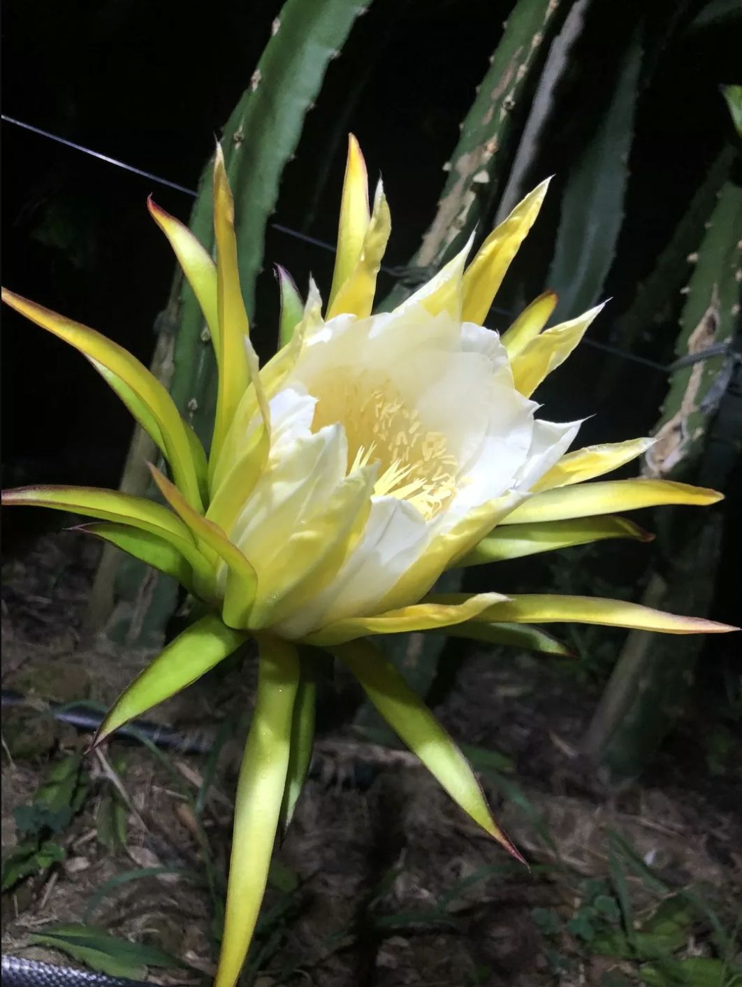 减肥届超热门必备轻食水果，高甜0酸还不发胖，一颗就饱腹