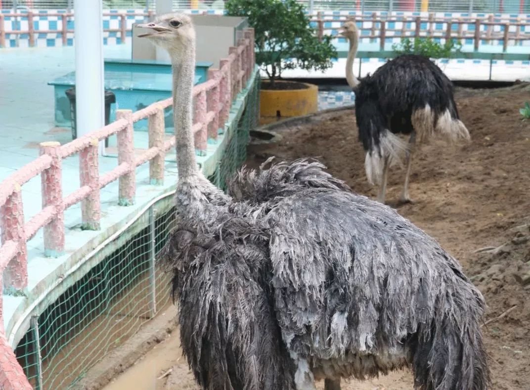 南沙百万葵园免费吗,南沙百万葵园开放时间最新