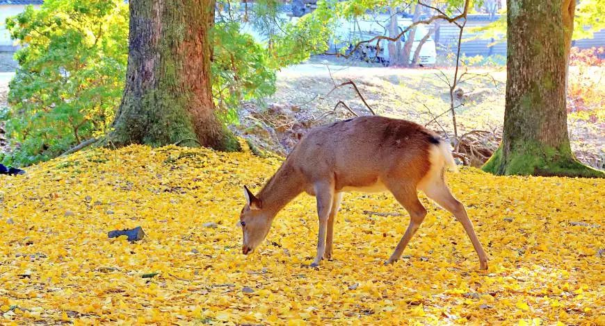日本银杏叶保存,2019日本赏银杏
