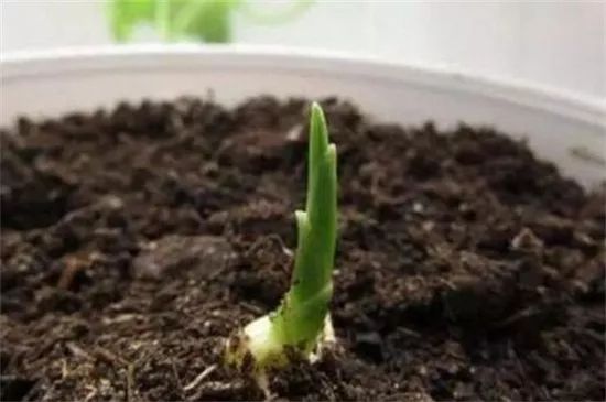 种一亩姜卖多少钱能保本,种姜多少钱不赔本