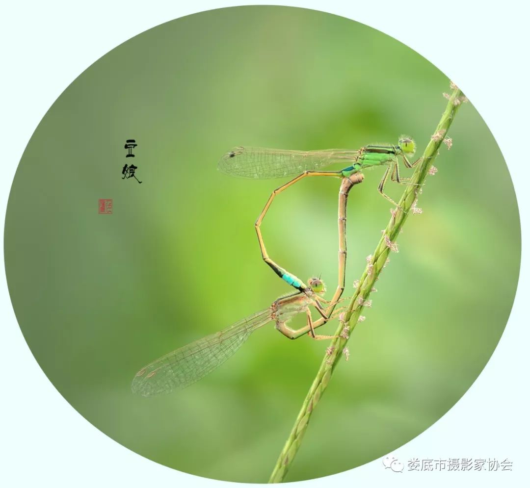 生态娄底美丽家园——【壮丽70年奋斗新时代】娄底首届风光摄影作品展览生态小品作品选登