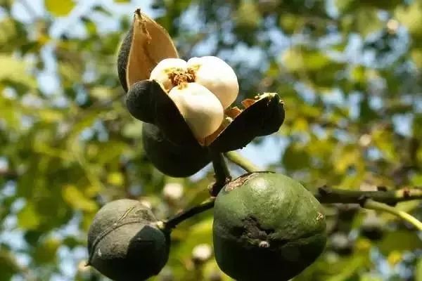 各种漆的特点及图片,各品牌漆的特点