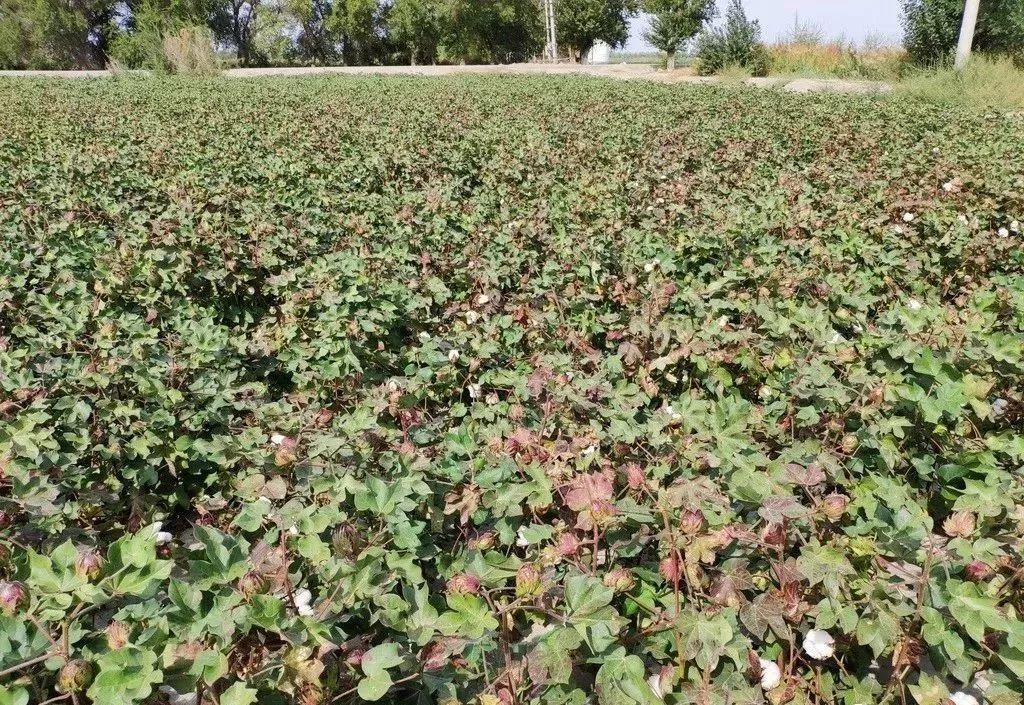 化肥氯化钾与硫酸钾的区别是什么,硫酸钾和氯化钾有什么区别