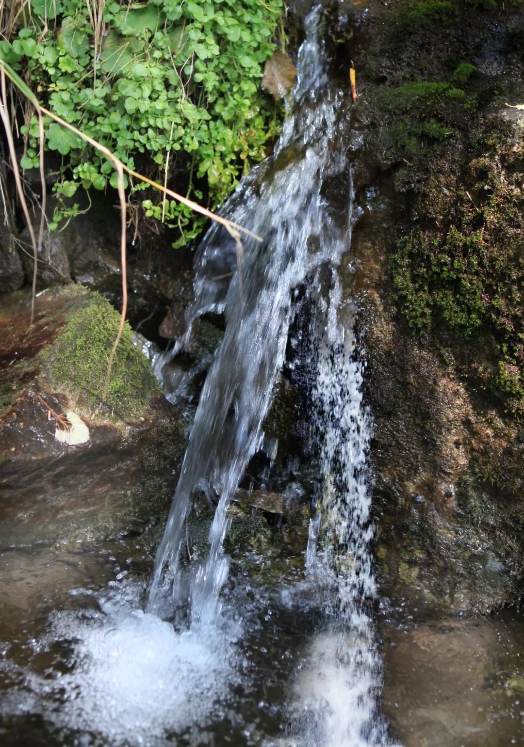 阿里河山泉水，清甜甘冽，喝上伊勒呼里的泉水心醉神迷