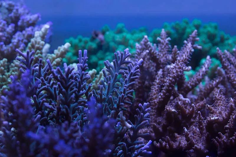 1.2米的缸需要多少沙,1.2米缸改造