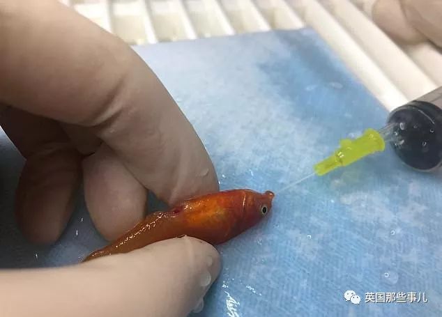 金鱼肚子里长肿瘤,金鱼肚子上长肿瘤