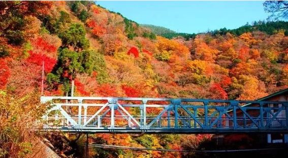 日本银杏叶保存,2019日本赏银杏
