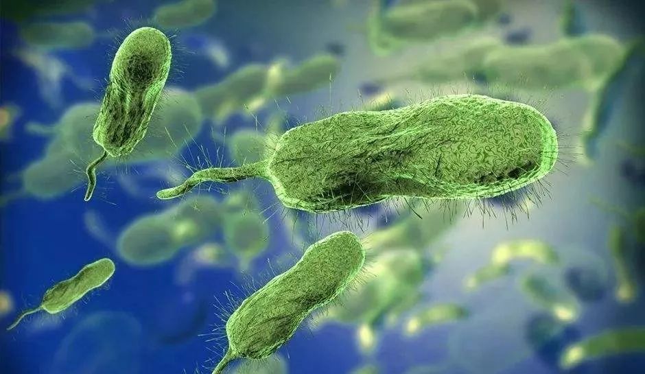 海鲜扎手容易感染什么弧菌,海鲜扎手死亡原因