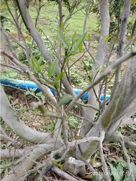 强力除青苔,除青苔的好处