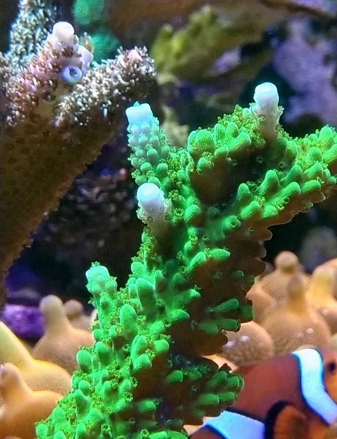 40小缸全套,40的方缸用多大的过滤桶