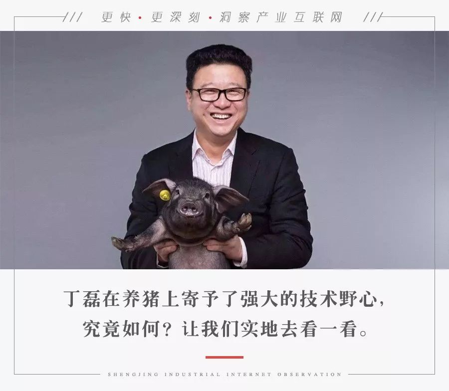 丁磊什么时候开始养猪,丁磊养的猪是什么品种