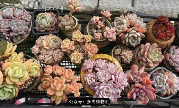 阳台如何让它变得很漂亮,怎么让阳台能种更多花