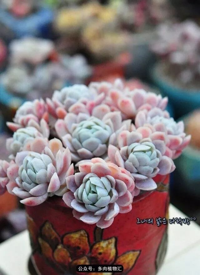 阳台如何让它变得很漂亮,怎么让阳台能种更多花