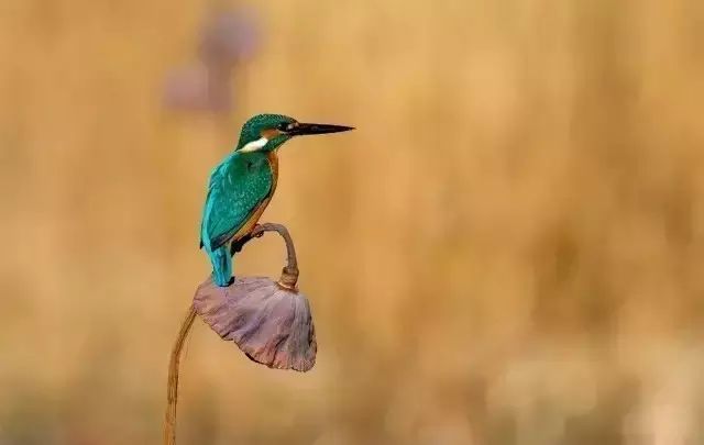 秋分中国农民丰收节对孩子的寄语,农历秋分日为中国农民丰收节