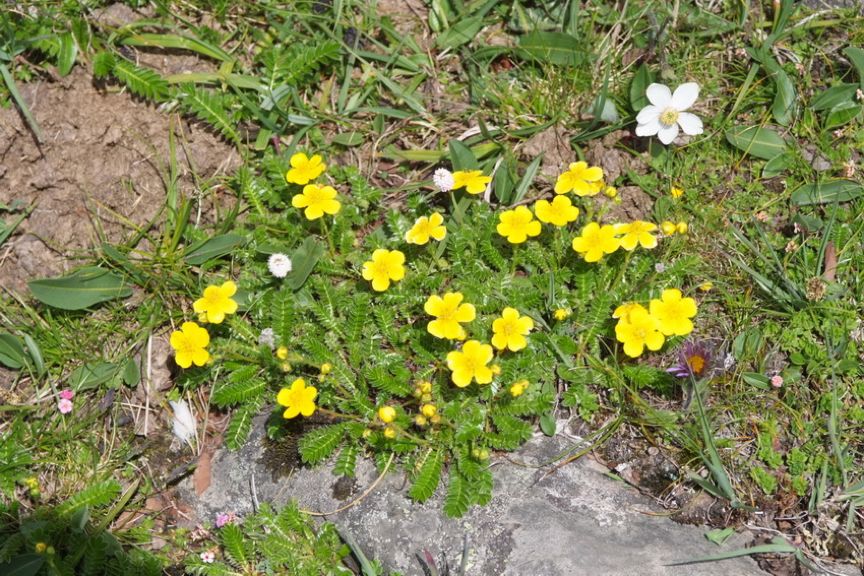 常绿地被植物推荐,地被植物科普