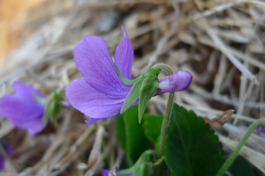常绿地被植物推荐,地被植物科普