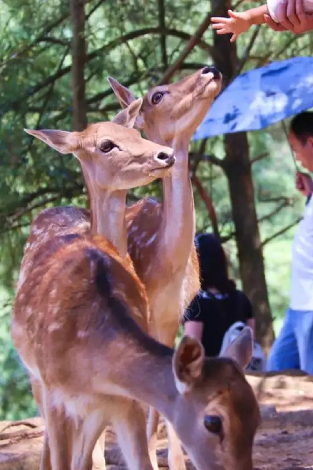 畅玩云南,畅玩永鸿动物园