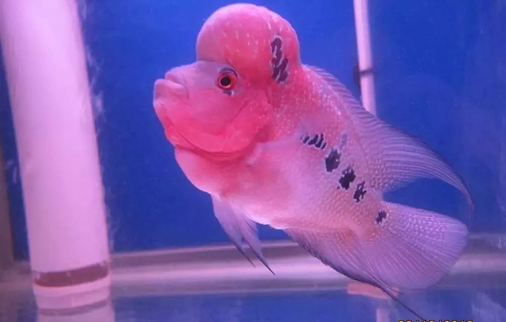 慢性肠炎用中医还是西医治疗好,肠炎食疗最简单方法