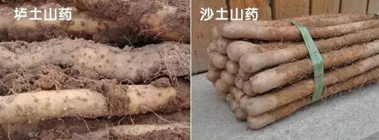 闪购|秋季滋补哪家强？当令食材之铁棍山药、板栗南瓜可以有