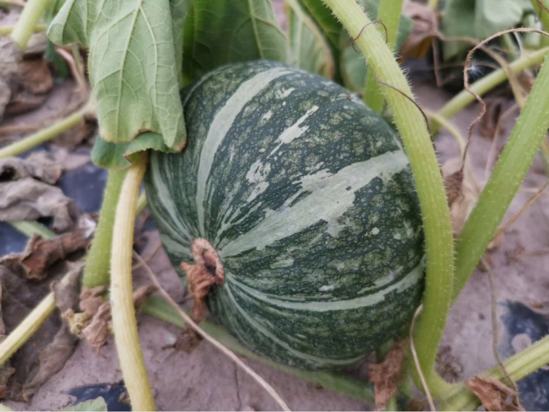 闪购|秋季滋补哪家强？当令食材之铁棍山药、板栗南瓜可以有