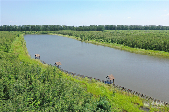 飞越滨州高新区：改革先行区厚植沿黄“城市之肺”