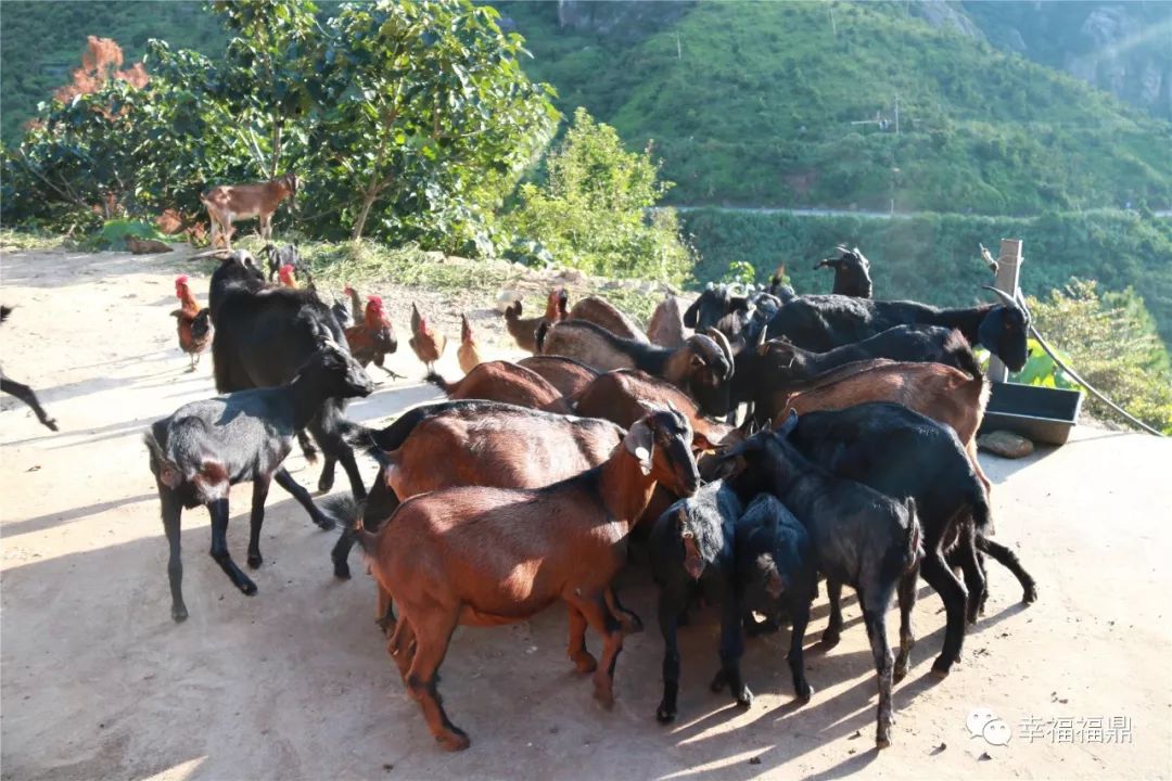 巧念“羊经”发“羊财”,嵛山镇的这本“脱贫致富经”一定要看