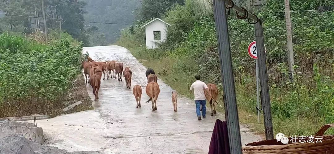 放牛娃的逆袭之路18,放牛娃逆袭之路完整版